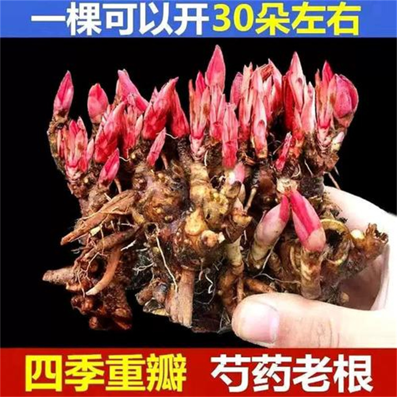 重瓣芍药花苗带芽开花种根阳台盆栽庭院鲜花观赏牡丹花卉大型植物