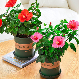 扶桑花盆栽重瓣带花苞红色朱瑾牡丹草阳台四季开花卉室内植物绿植