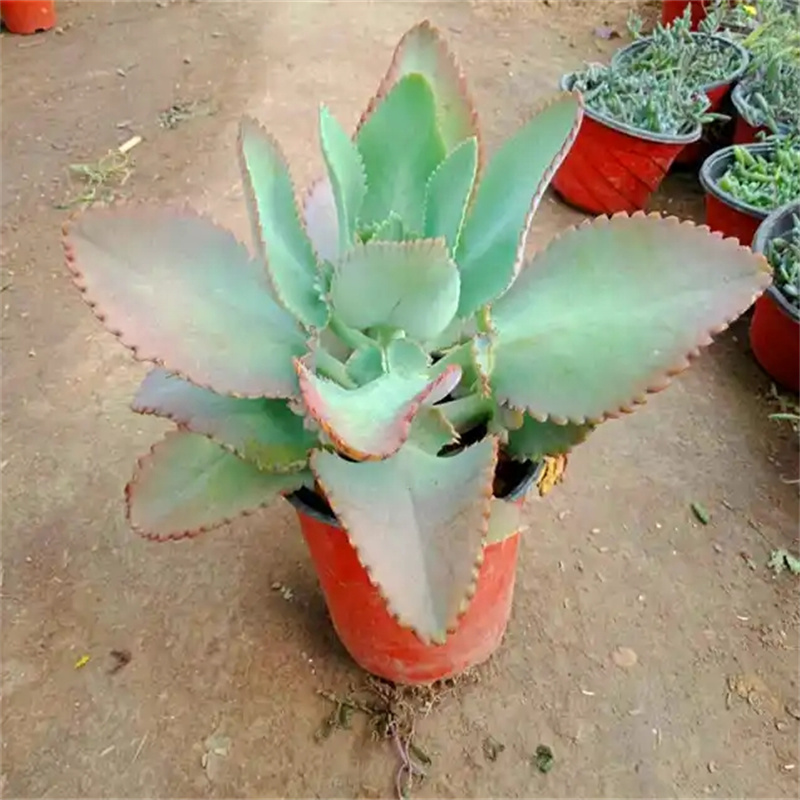 多肉植物不死鸟锦落地生根办公室美观易养小老桩花卉小盆栽包邮