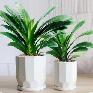 四季君子兰盆栽带花苞小苗花卉植物室内易活绿植水培好养多肉大全