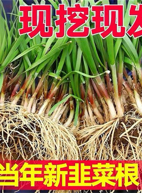 韭菜根苗带土现挖宽叶紫根韭菜苗紫红根四季阳台盆栽本地老品种子