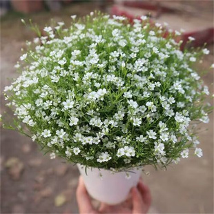 吉普赛满天星盆栽带花苞四季开花室内阳台庭院花开不断好养活植物