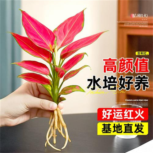 吉利红盆栽室内水培植物如意皇后客厅鲜花卉红叶万年青桌面小绿植