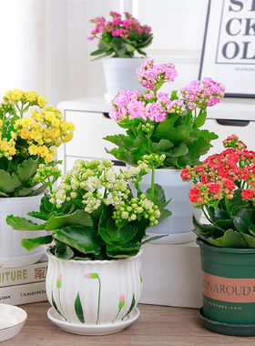 长寿花盆栽重瓣金狐狸大花带花苞花苗四季室内开花好养的花卉植物