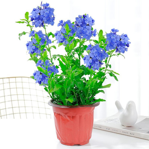 蓝雪花苗盆栽阳台观花耐热好养植物花园庭院爬藤攀援花藤本白雪花