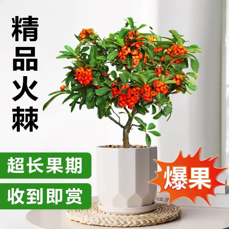 火棘盆栽带红果沙棘树苗室内外阳台庭院老桩树桩盆景四季耐寒绿植