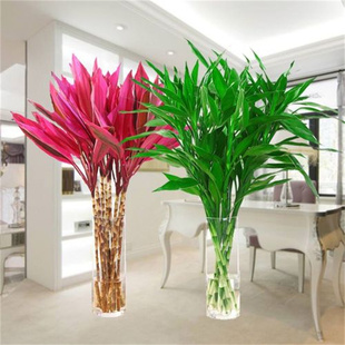 紫竹鸿运当头富贵竹水培植物粗杆带根客厅招财竹子室内好养活花卉