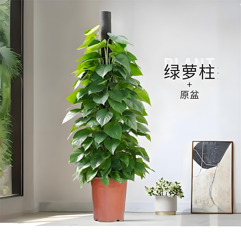 绿萝柱盆栽客厅大叶绿箩植物室内吸甲醛新房净化空气大型落地盆景