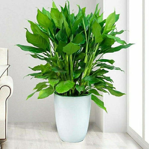 万年青盆栽植物室内大型绿植