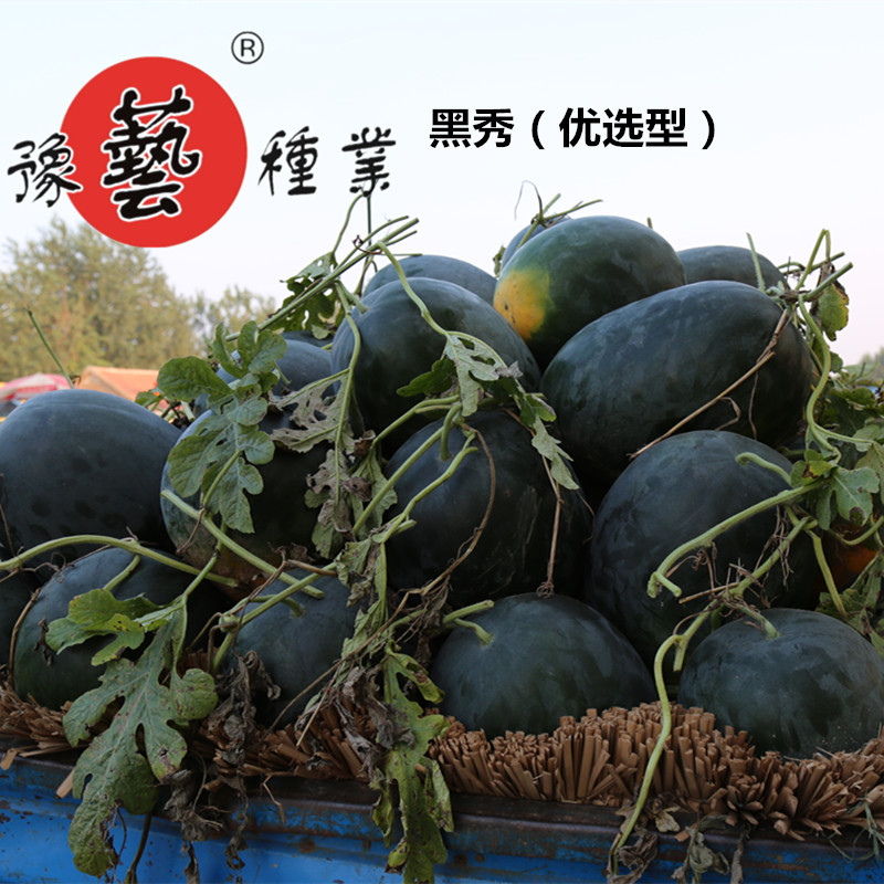 黑秀优选型西瓜种子豫艺种业黑皮黑瓜椭圆耐雨抗病700粒厂家直销