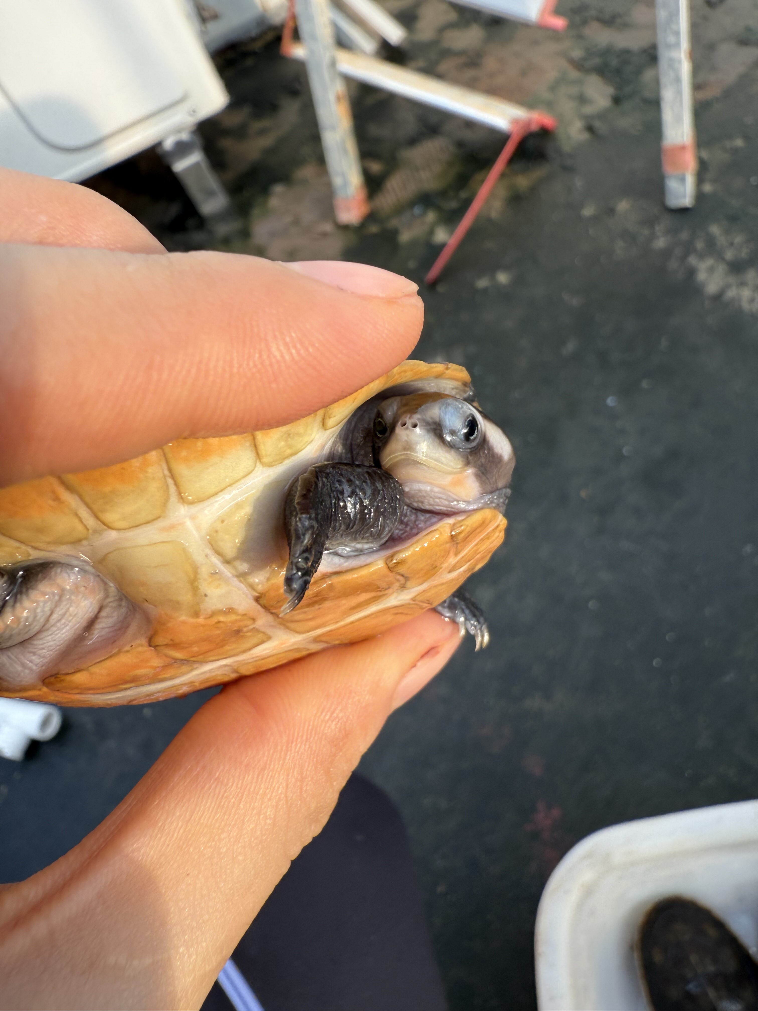 【一物一拍：编号0906】瑕疵圆奥龟 尺寸6.5cm