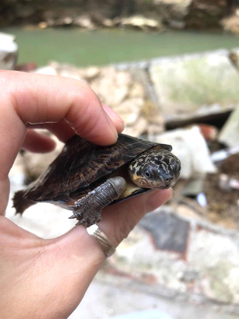 八戒姐姐黑森林侧颈龟宠物龟热带龟深水龟乌龟活体龟苗观赏