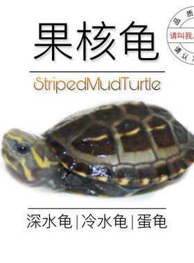 八戒姐姐果核龟深水龟小型泥龟