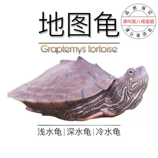 八戒姐姐地图头苗深水龟观赏乌龟活物长寿龟招财龟小乌龟活物小宠