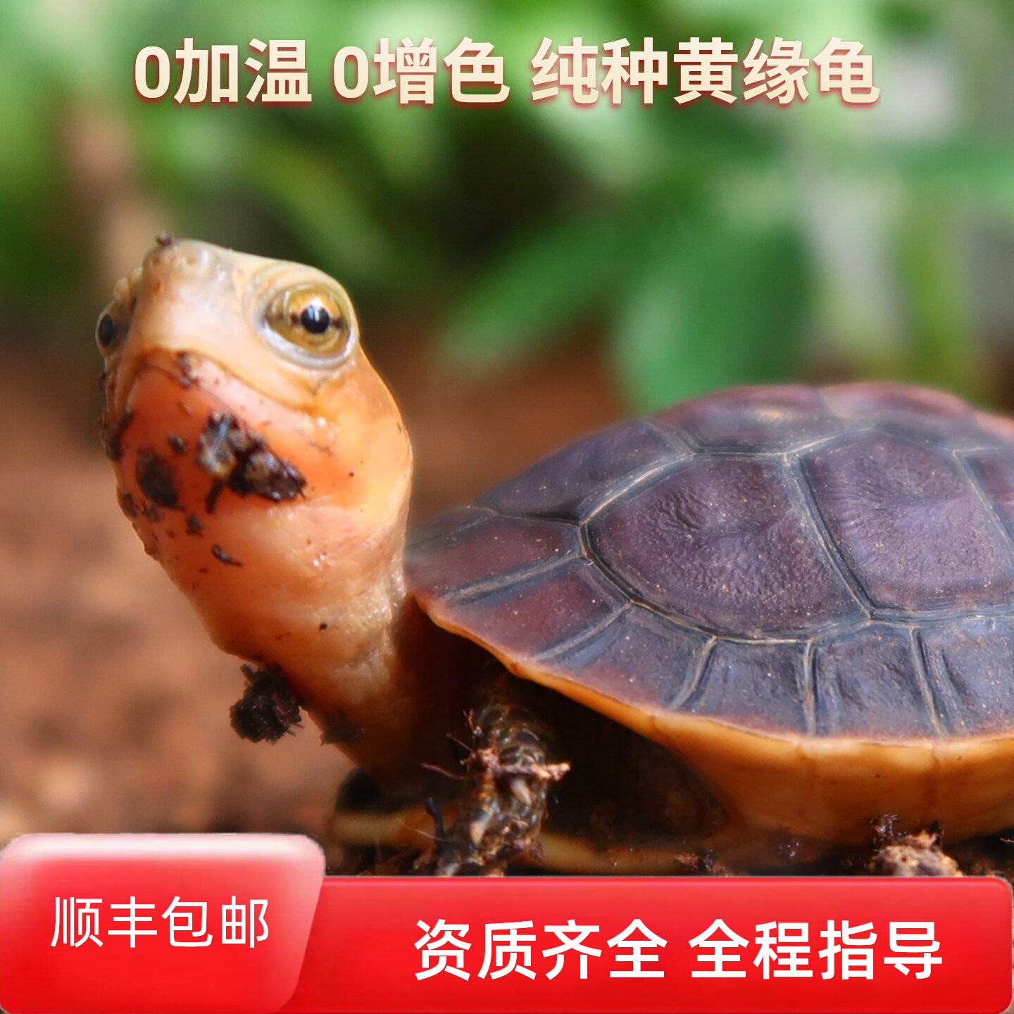黄缘闭壳龟黄缘龟苗台缘安缘大陆缘浙缘龟仿野养殖自繁殖宠物乌龟