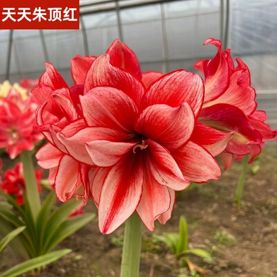国产球自然球鬼魅朱顶红开花球南非进口品种重瓣种球大球包对版