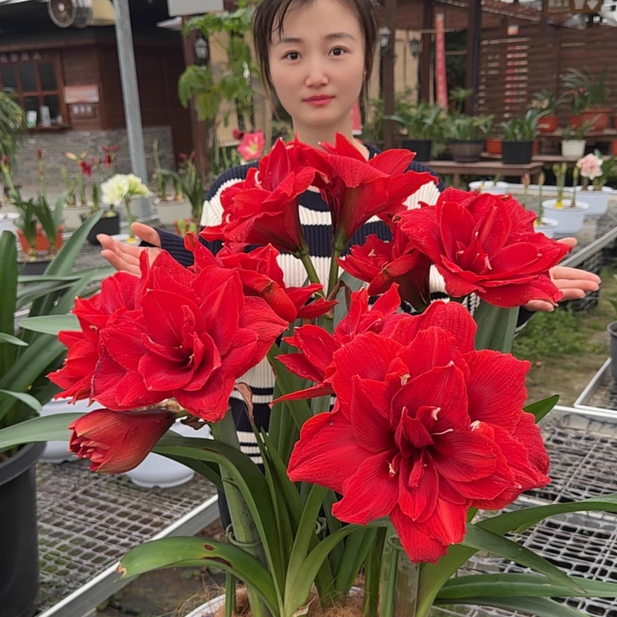 进口朱顶红找我天天朱顶红靠谱