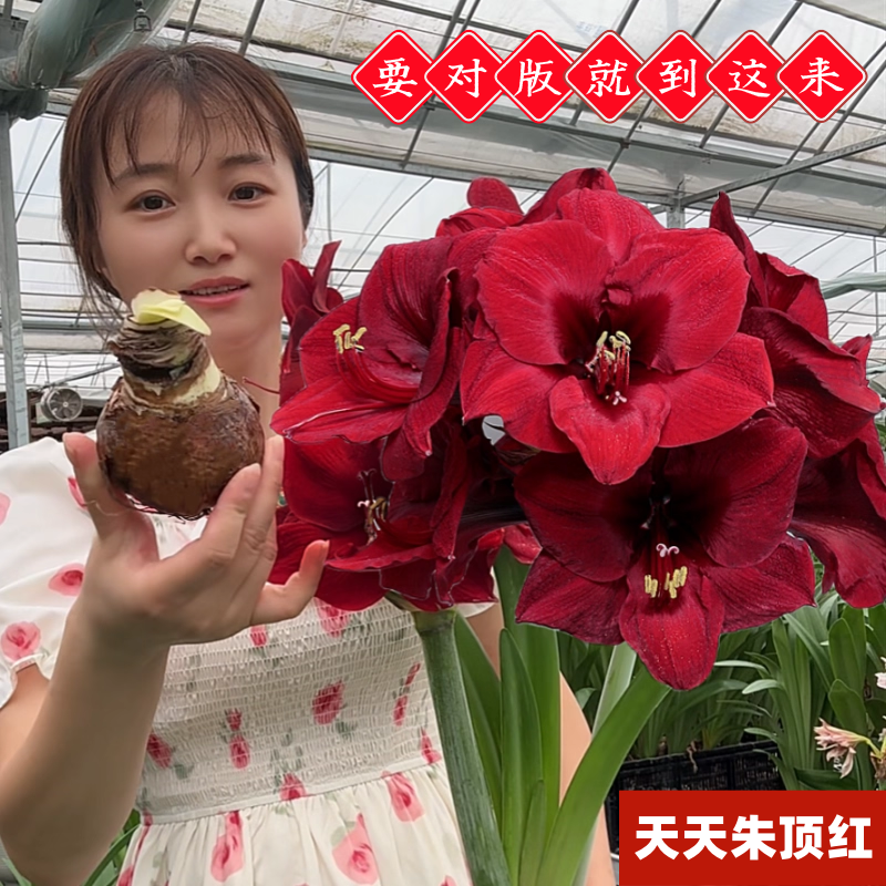 一个多月开花朱顶红进口重瓣种球大球盆栽阿弗雷双梦鬼魅花卉球根