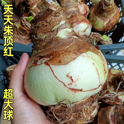 大种球朱顶红进口重瓣种球双梦花孔雀大球盆栽带花苞大种球加大球