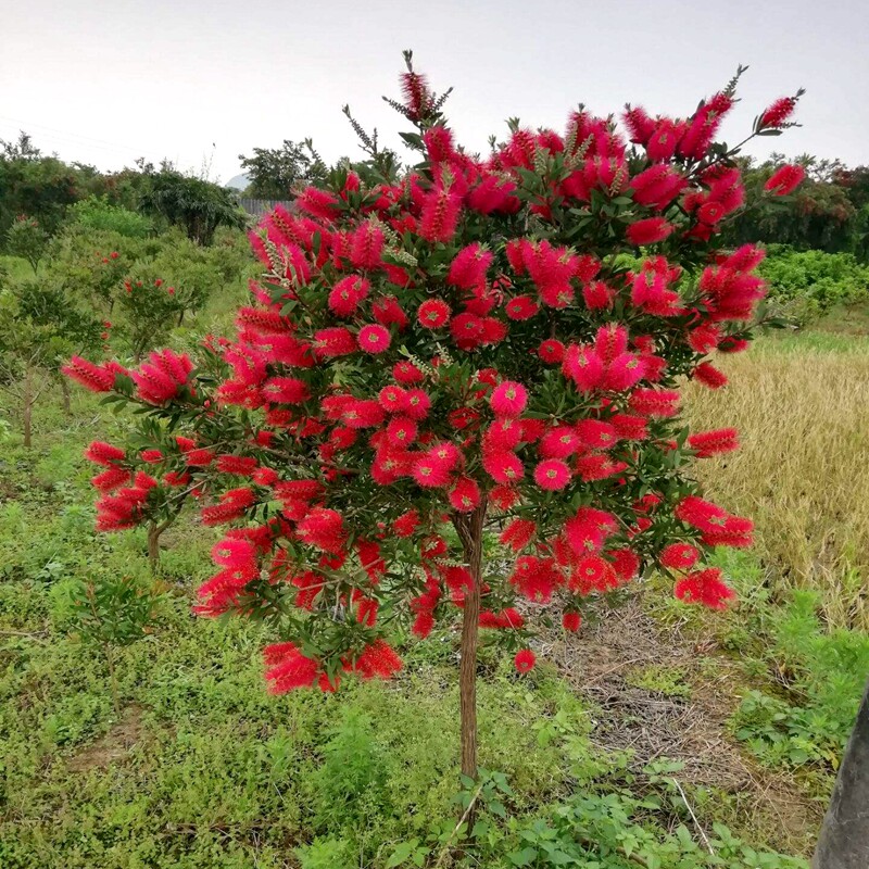 串钱柳树苗垂枝红千层苗金宝树红瓶刷红花树苗庭院植别墅净化空气