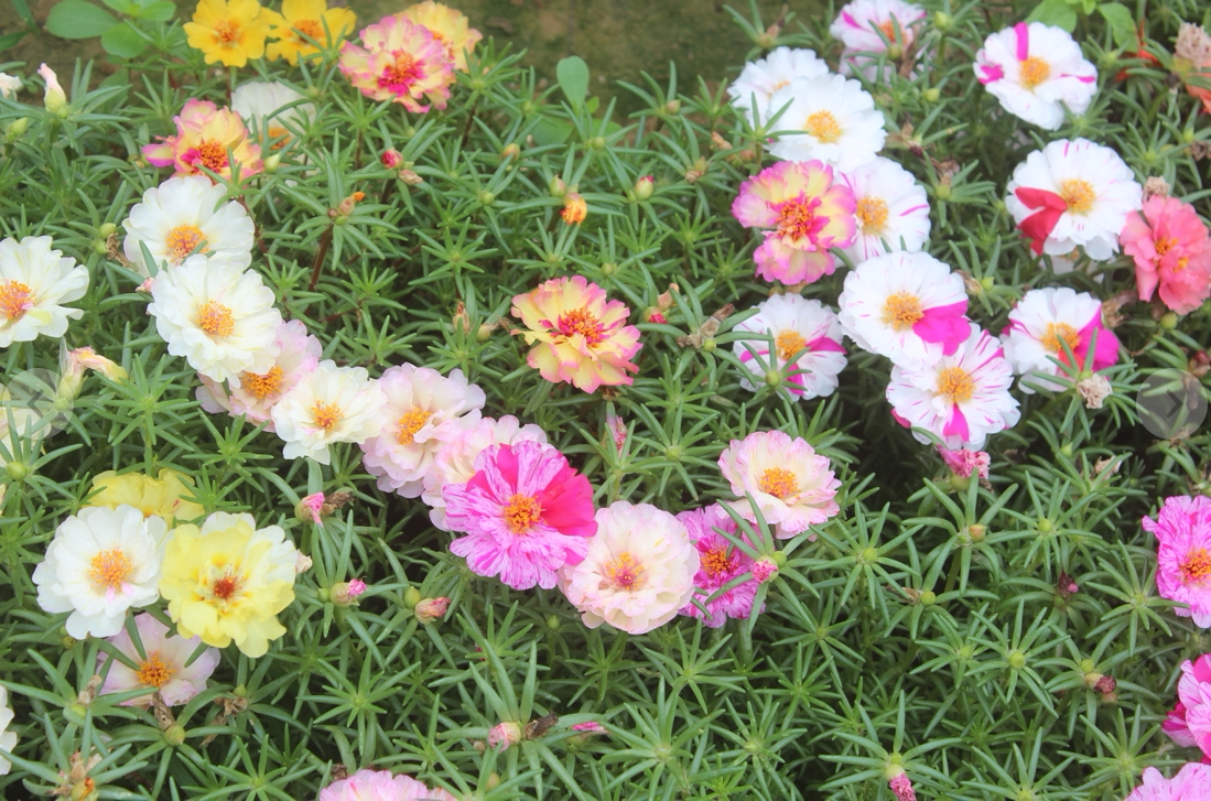 十几个颜色籽播重瓣太阳花带根种子苗混色扦插枝条容易爆开花机器