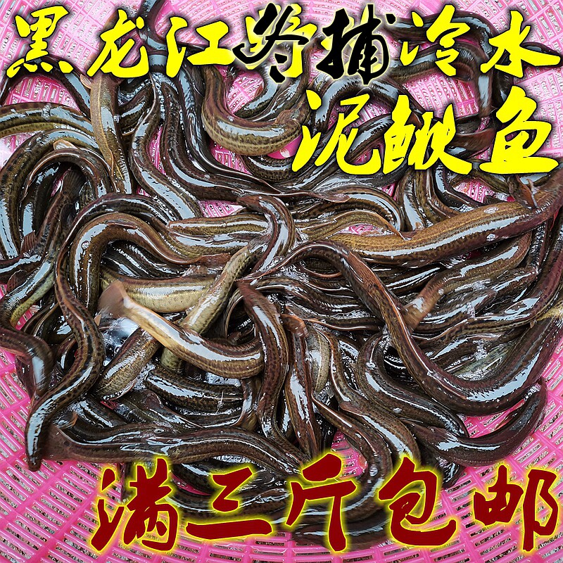 黑龙江特产东北开江冬捕鱼冷水泥鳅鱼抚远江泥鳅鱼