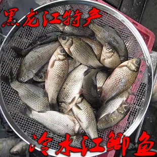 黑龙江特产东北冷水鲫鱼 开江冬捕鱼抚远 江鲫鱼