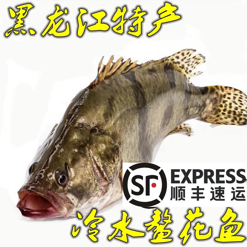 黑龙江特产冷水鳌花鱼开江冬捕鱼 江熬花鱼鳌花桂花鱼鳜鱼