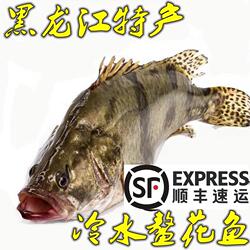 冷水鳌花鱼开江冬捕鱼 江熬花鱼鳌花桂花鱼鳜鱼黑龙江特产抚远