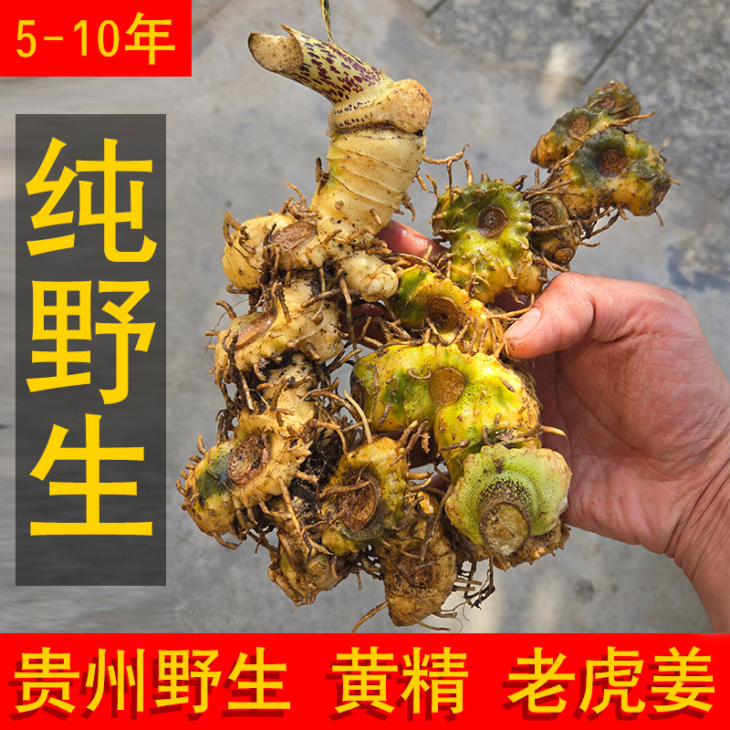 新鲜黄精贵州深山现挖五年以上老虎姜中药材泡茶煲汤泡酒滋补食材