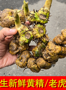 贵州鲜黄精多花黄精新鲜老虎姜滇黄精生黄精野山九蒸九晒中药材