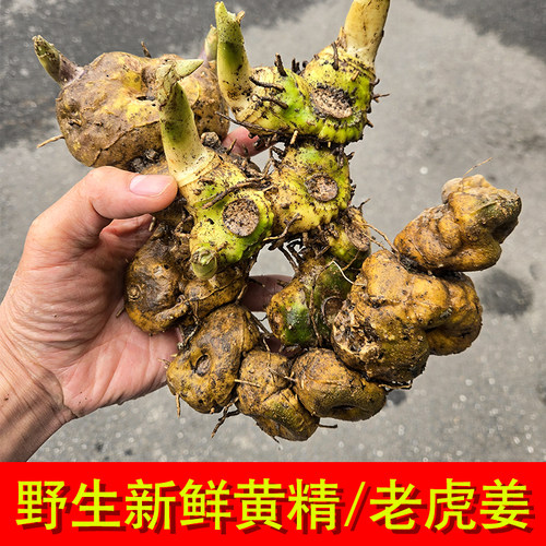 野生黄精贵州野生黄精中药材