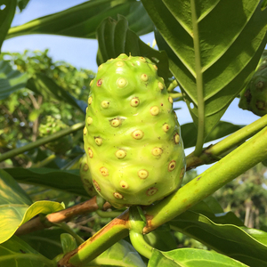 海南诺丽果新果水果鲜果