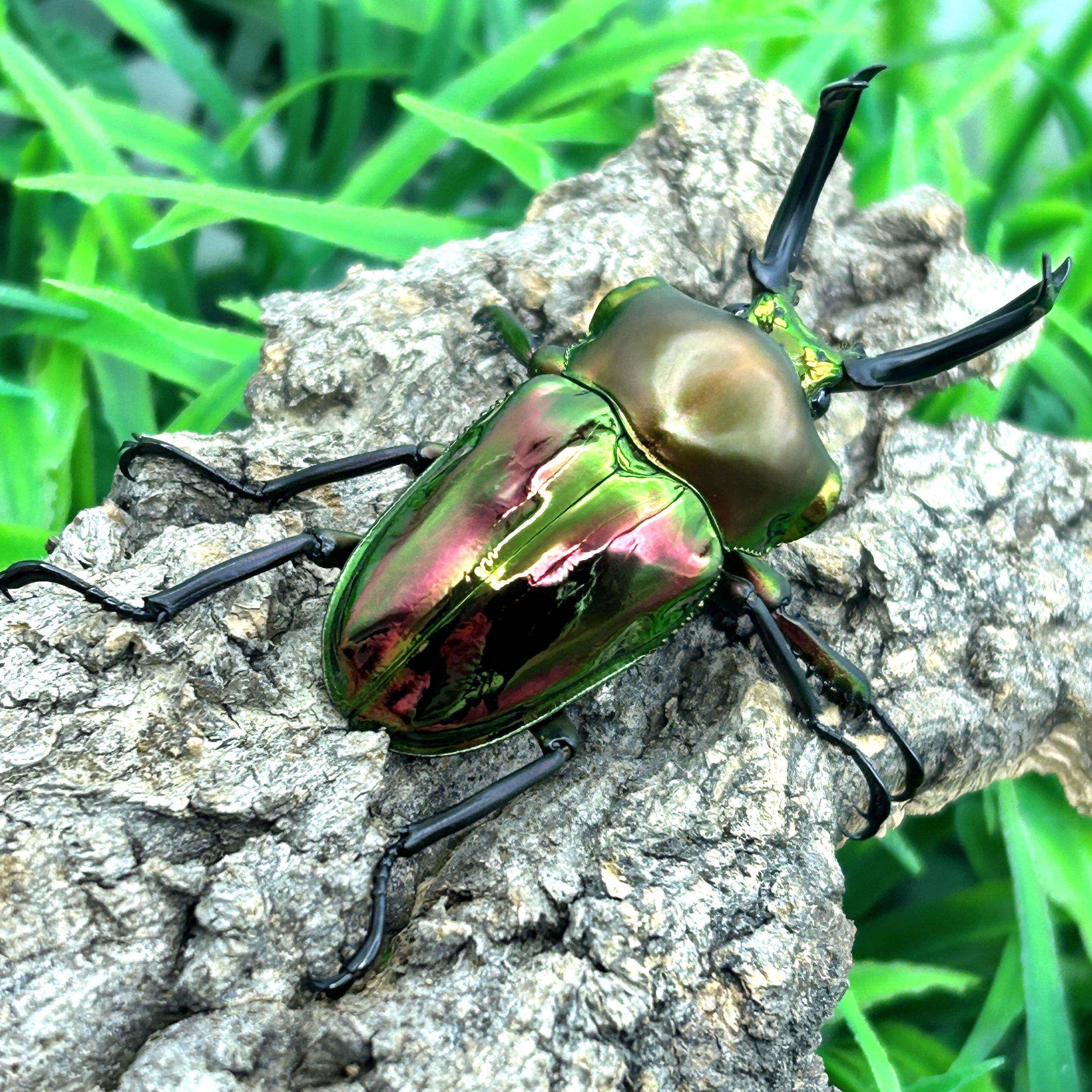 彩虹锹甲成虫独角仙甲虫宠物新手入门套餐科普颜色绚丽科普礼物