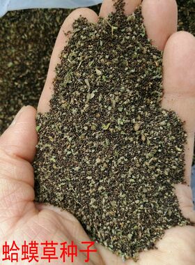 新收野生蛤蟆皮草 种子雪见草种籽 种子中药蛤蟆草籽    包邮