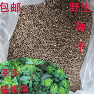 新采野生猫眼草 五朵云 泽漆 野生猫儿眼种子 50克 1两 包邮