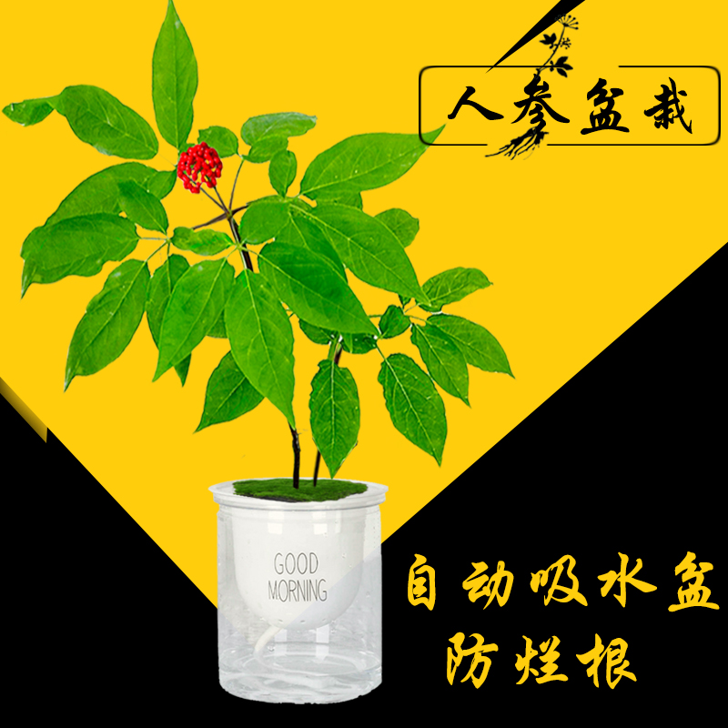 长白山人参盆栽东北特产园野山子苗创意种植喜阴植物盆景带叶带花