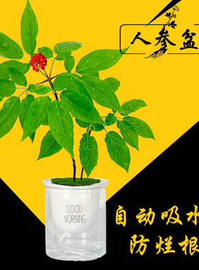 长白山人参盆栽东北特产园野山子苗创意种植喜阴植物盆景带叶带花