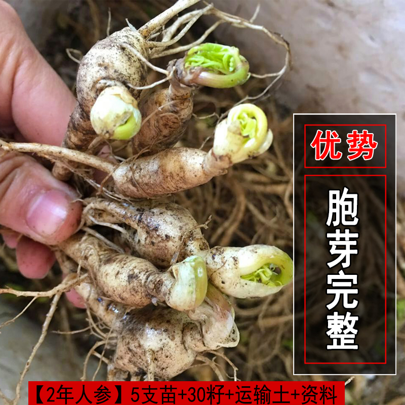 【让利提人气】长白山人参苗盆栽东北特产种植正宗带土活新鲜院子 鲜花速递/花卉仿真/绿植园艺 绿植 原图主图