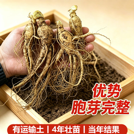 四年长白山人参大苗 带芽孢正宗人参盆栽种植 高成活率当年可采收