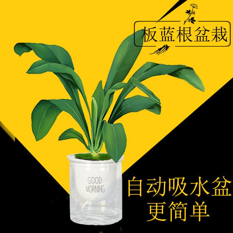 板蓝根盆栽中药材种植套装好养正宗简单学校创意儿童实验苗种子水