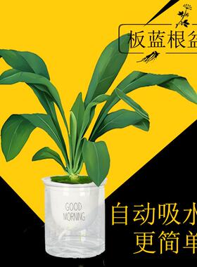 板蓝根盆栽中药材种植套装好养正宗简单学校创意儿童实验苗种子水