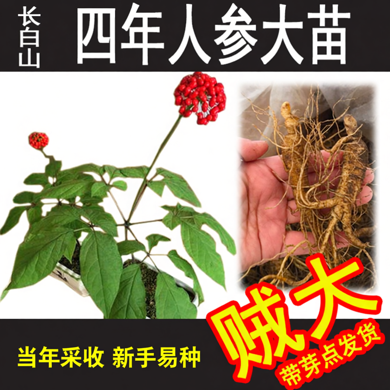 长白山人参客厅卧室养身可种可吃