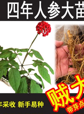 四年长白山人参大苗 带芽孢正宗人参盆栽种植 高成活率当年可采收