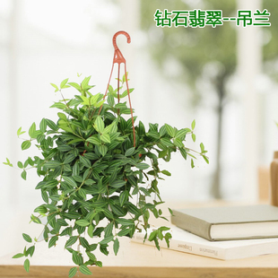 常绿植 钻石翡翠盆栽垂吊兰植物办公室内庭院阳台花卉观叶植物四季