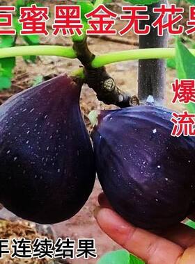新品巨蜜黑金刚无花果树苗特大果耐寒爆汁盆栽地栽南北方种植