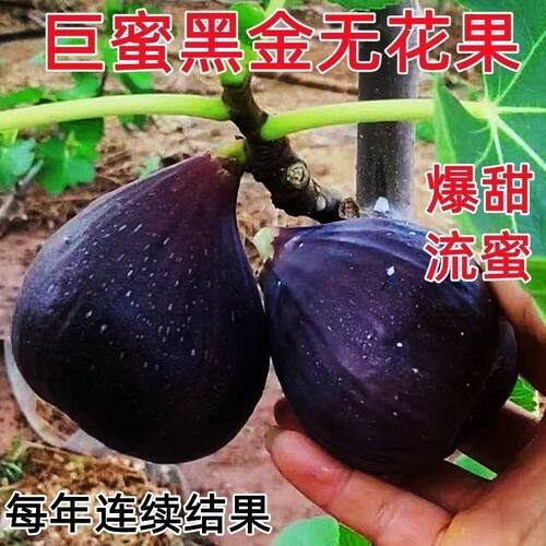 新品巨蜜黑金刚无花果树苗特大果耐寒爆汁盆栽地栽南北方种植