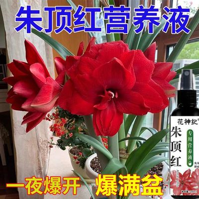 朱顶红专用免稀释营养液花卉养花