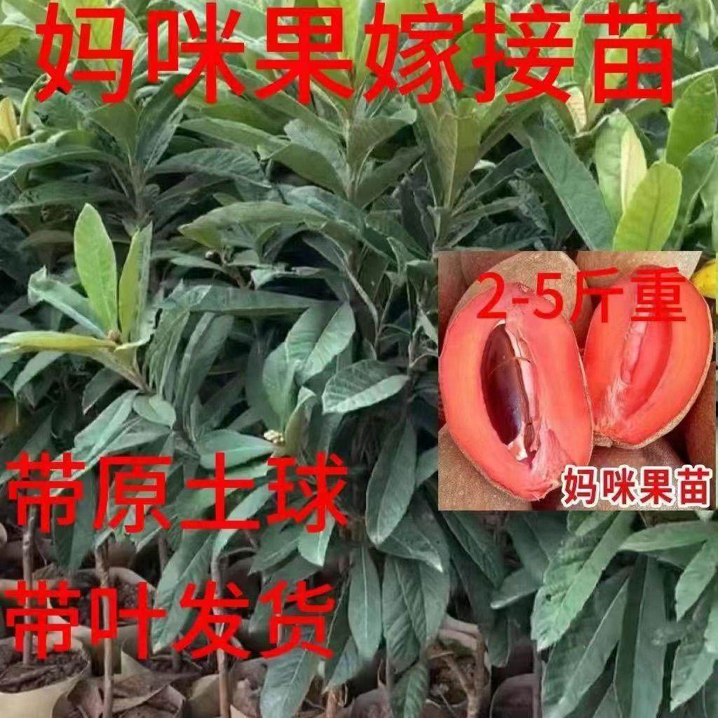 新品种嫁接马加纳妈咪果树苗适合南方种植盆栽庭院家庭当年结果,鲜花速递/花卉仿真/绿植园艺,果树,淘宝优惠券,粉丝福利购,淘宝优惠卷