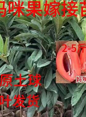 新品种嫁接马加纳妈咪果树